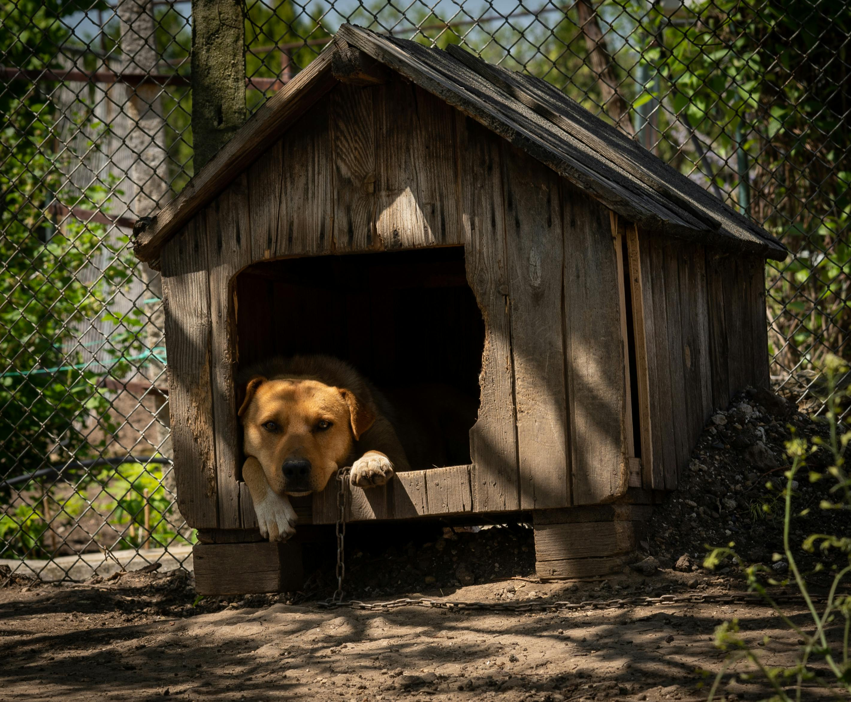 Doghouse  is much more than just a shelter – it is a safe, private and weatherproof recreation area for your favourite. If you are looking for a solution that o