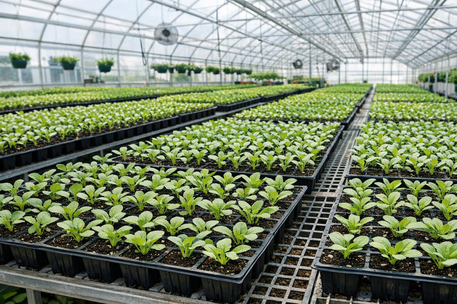 The growing    Professional seed propagation and well-managed vegetative propagation of plantations with a strong root system and of uniform quality ensure fast