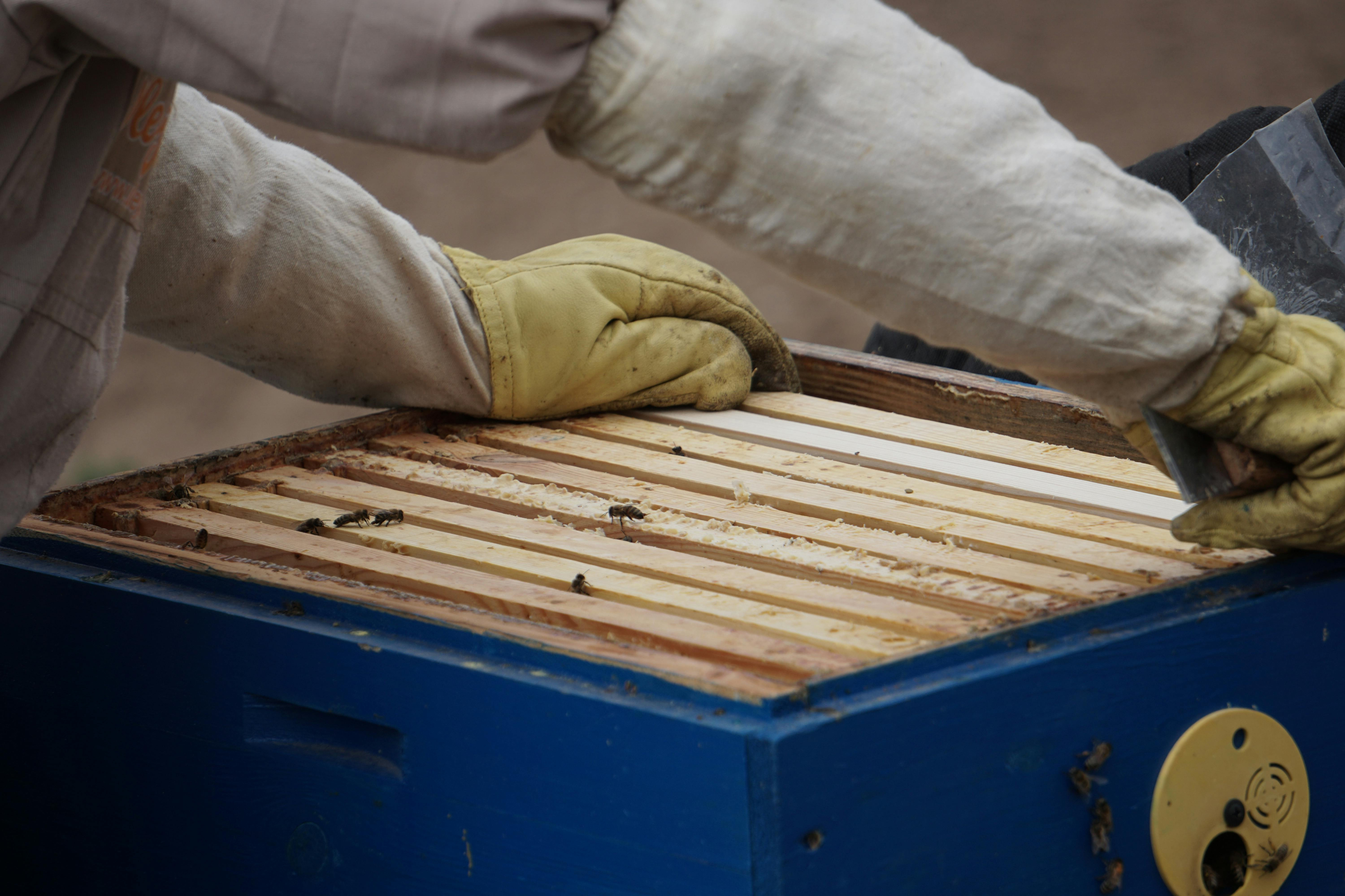 Maintenance   is an important part of successful beekeeping, as a healthy and well-maintained bee family provides better development, more stable workability an