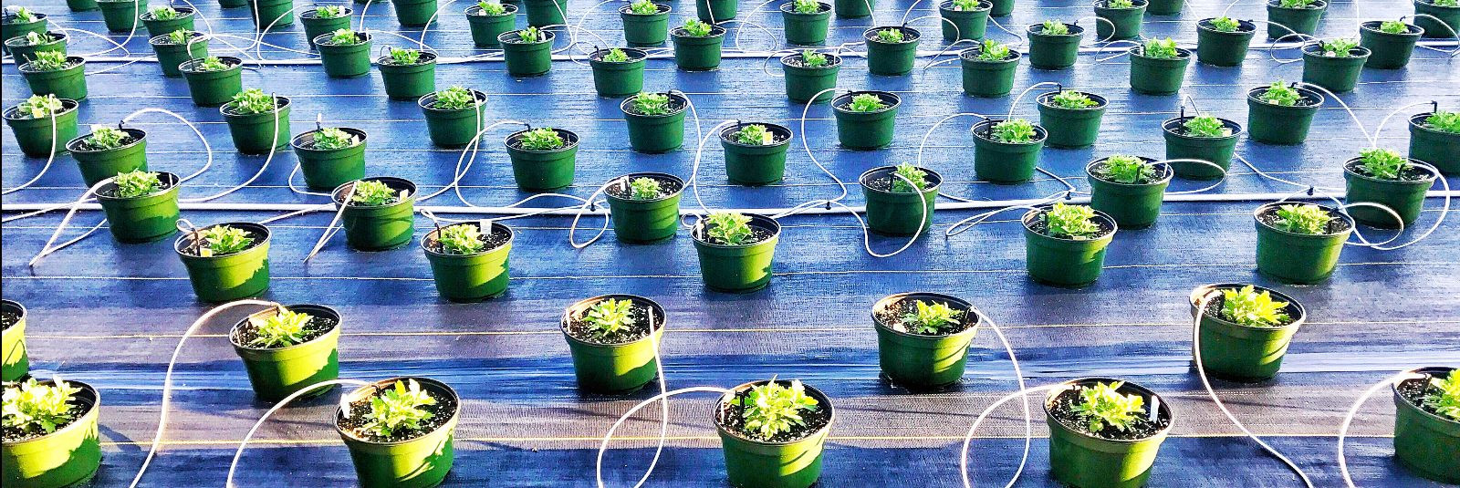 Hüdropoonika on innovatiivne aiandusmeetod, mis pakub põnevat alternatiivi traditsioonilisele mullakasvatusele. Selle meetodi kasutamisel kasvavad taimed vees j