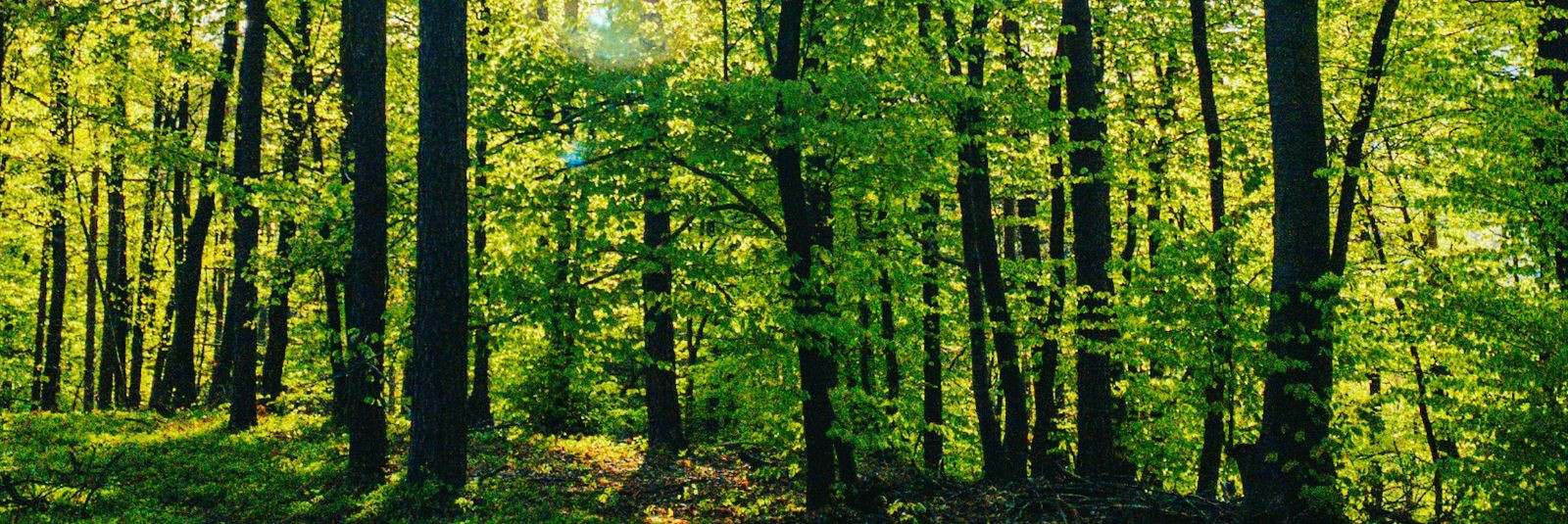 Metsad on planeedi üks olulisemaid loodusvarasid, mis mängivad võtmerolli ökosüsteemide toimimisel, kliimamuutuste leevendamisel ja bioloogilise mitmekesisuse s