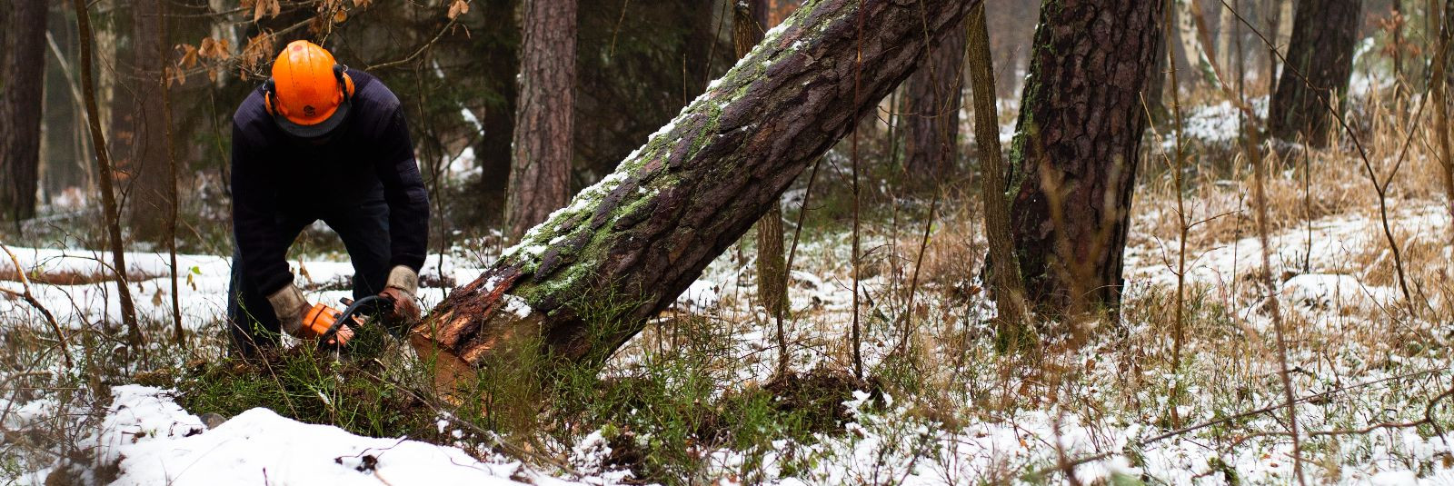 Kolmandikku Eesti erametsadest ei majandata üldse – see tähendab, et mets on jäetud omapäi. Peamiseks...