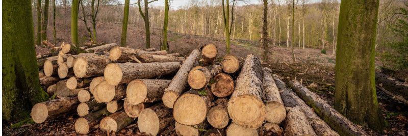 Kas säästlik metsamajandus on võti loodusvarade säilitamisele? 