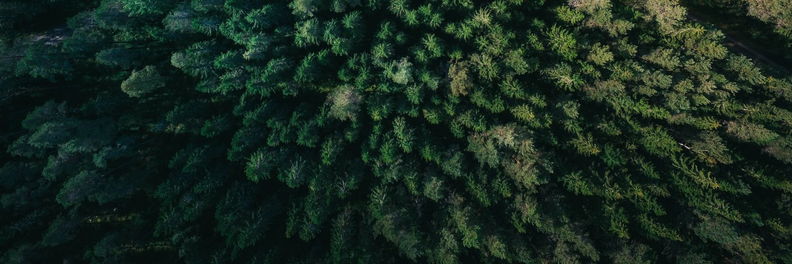 Mets on üks Eesti rikkusi, pakkudes mitte ainult majanduslikku kasu, vaid ka olulist ökoloogilist ja esteetilist väärtust. Kui olete metsaomanik, siis teate, et