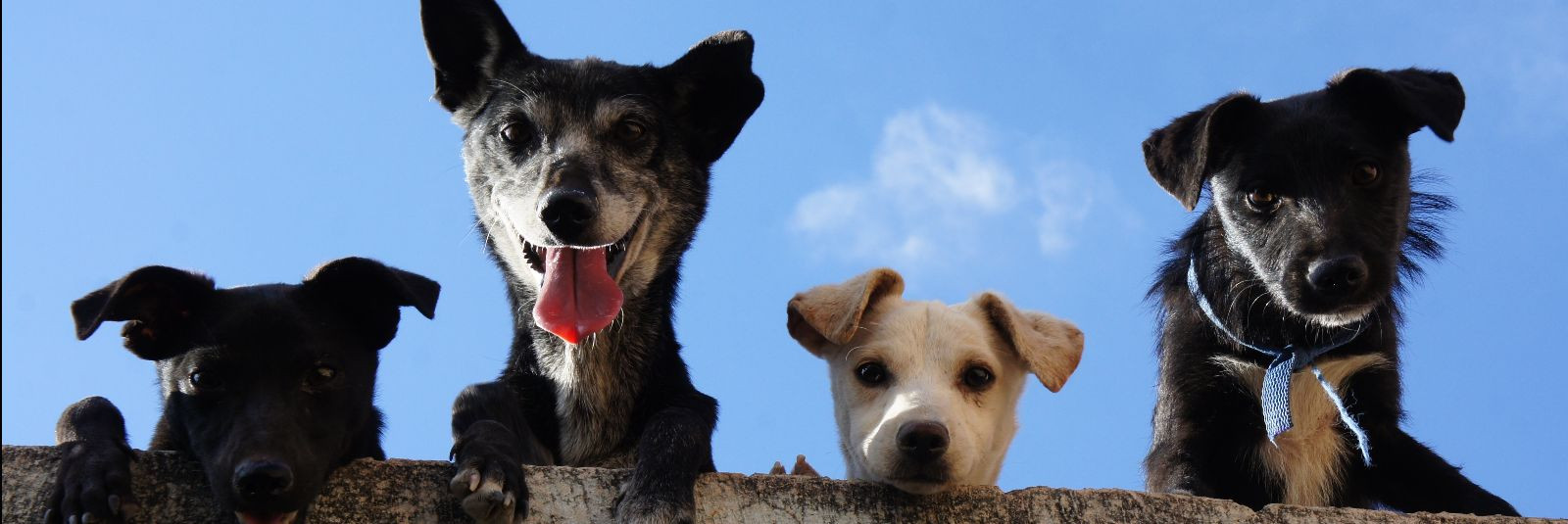 Koertekeskus on koerakaupade pood, kus leiad kõik vajaliku oma neljajalgse sõbra heaks eluks. Meie eesmärk on pakkuda kõrge kvaliteediga koeratoitu, mänguasju, 