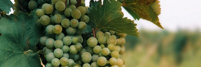 Kuidas Gruusia veini ja maitseaineid kombineerida?