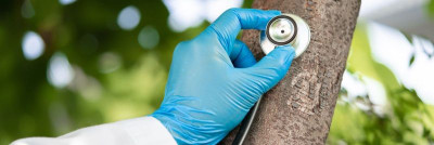 Kuidas hinnata oma puude ja põõsaste tervist