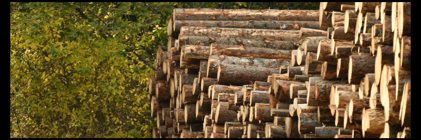 Saematerjali töötlemine on oluline samm saematerjali tootmise protsessis, mis muudab toore puidu kvaliteetseks ehitusmaterjaliks. See protsess hõlmab mitmeid et
