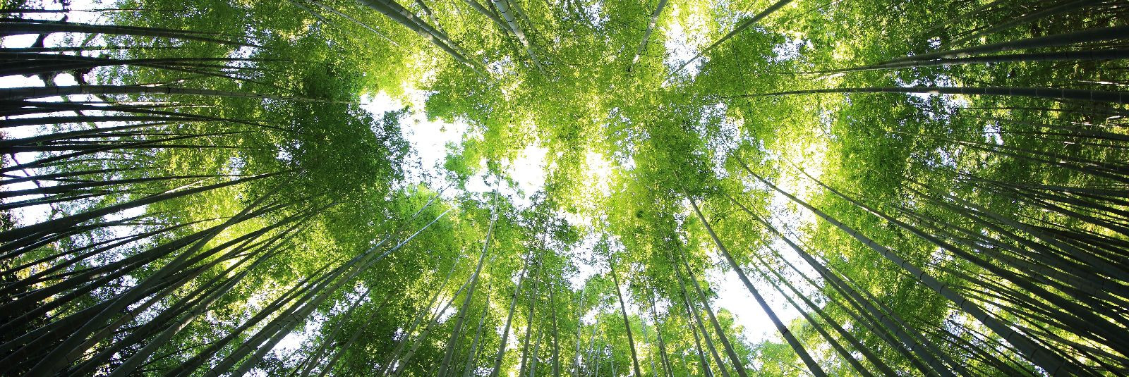 Metsade jätkusuutlikkus on üks olulisemaid teemasid tänapäeva ...