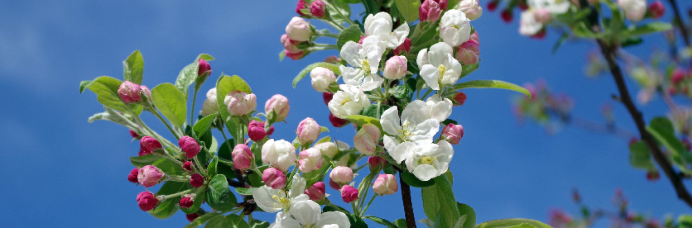 Õunapuude pügamine on oluline tegevus, mis aitab neil kasvada ...