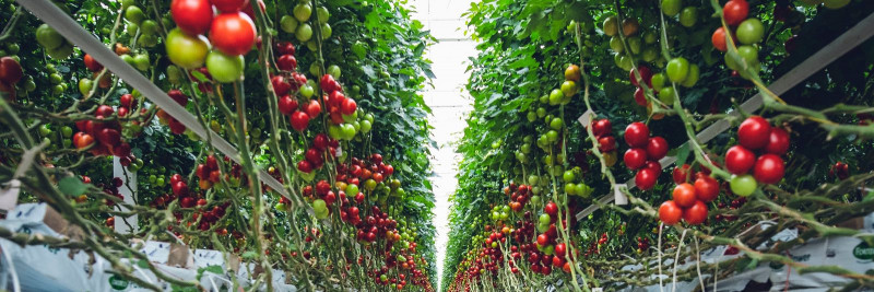 Lautade rentimine: Lihtne ja paindlik viis kasvuhoonete rajamiseks