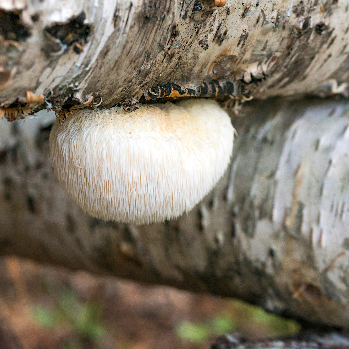  Uuringud on leidnud, et lõvilakk seened sisaldavad kahte erilist ühendit, mis võivad ajurakkude kasvu stimuleerida: heritsenoonid ja erinatsiinid. 