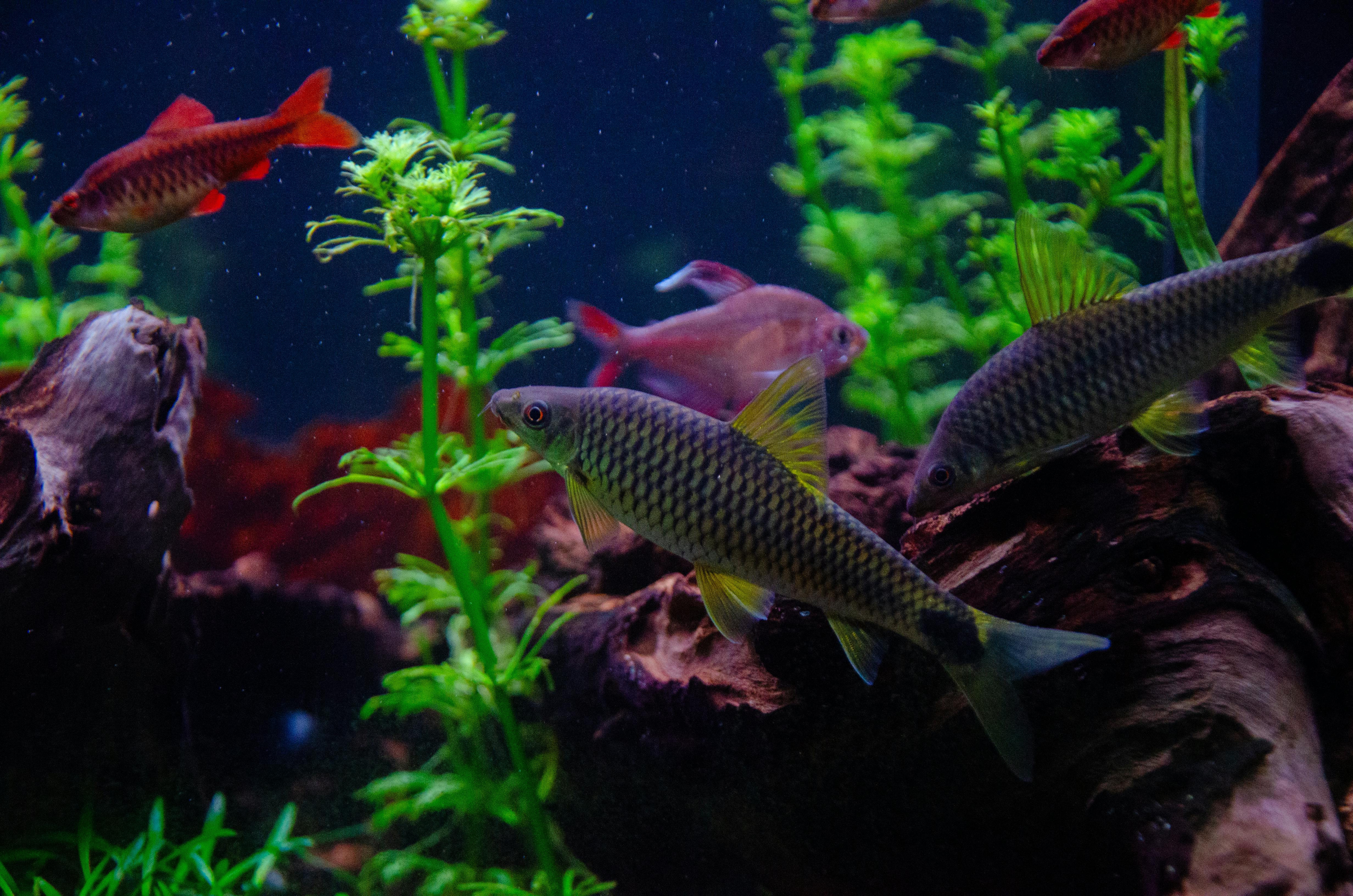 Full selection of live fish and shrimp for your aquarium    Live fish  and   shrimps  have been carefully selected to fit into different aquariums: from small q
