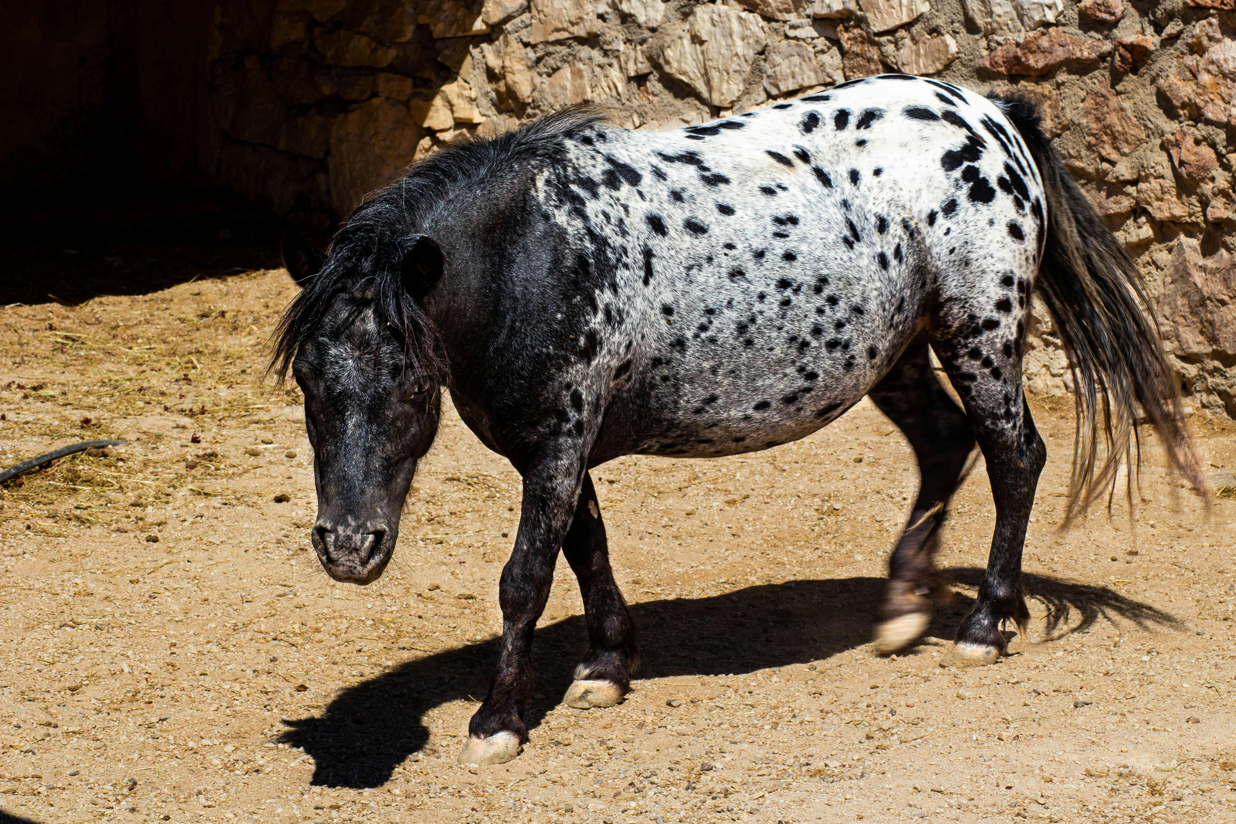 Animal husbandry  will receive real value if it combines quality, breed characteristics and well-considered care. The rearing of horses and sheep is not just an