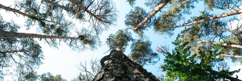  Looduskaitse ja metsandus:  Kuidas säilitada Eesti looduse ilu