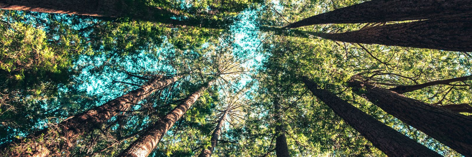 Eestimaa loodus on midagi erakordset - kaunid metsad, rohelised aasad ja rikkalik taimestik, mis pakuvad meile puhast õhku ja elukeskkonda. Ü&K FERA on noor