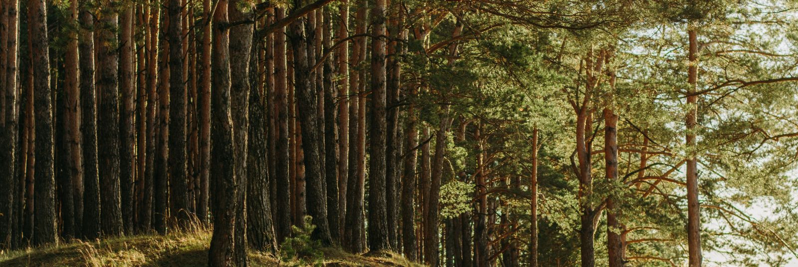 Kas oled kunagi unistanud sellest, kuidas metsandus võib olla nii jätkusuutlik kui ka tulus? Anarti Teenused on siin selleks, et muuta su unistused tegelikkusek