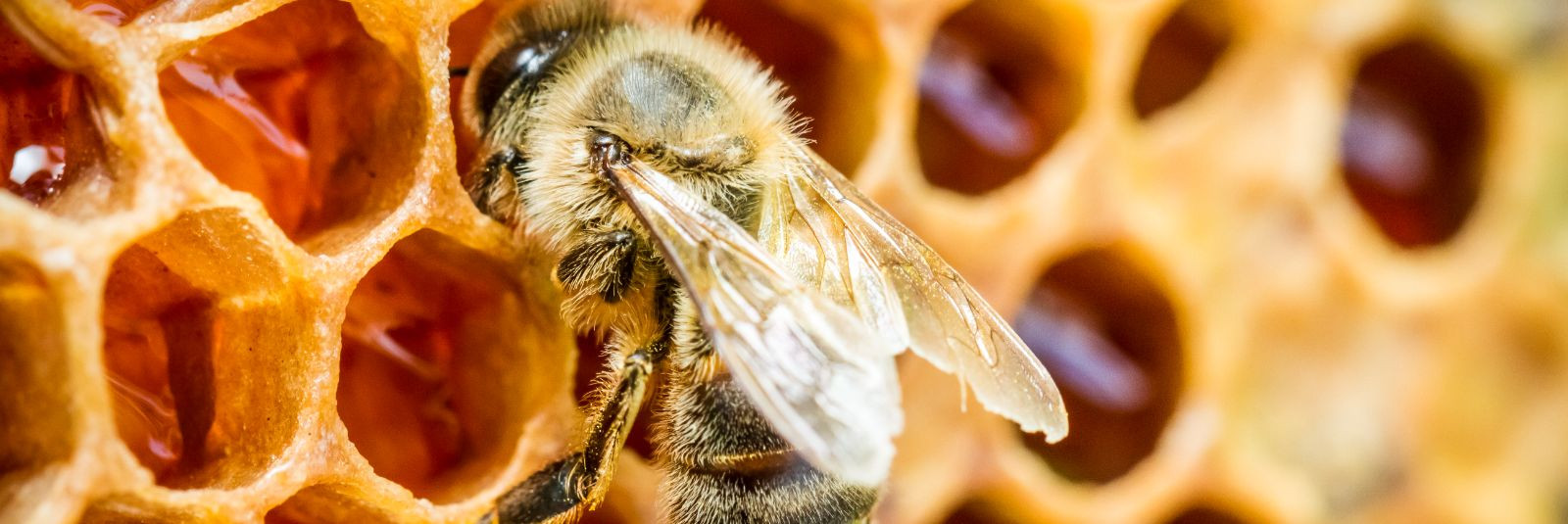 Mesilased on looduse imetegijad, kelle tegevus mõjutab meie ökosüsteemi ...