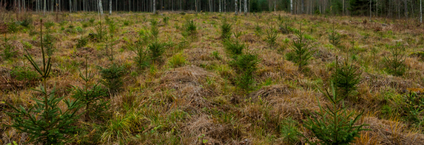 Metsa hooldamine  Hooldusraiete kui metsakasvatuslike tegevuste peamisi eesmärke on puistu koosseisu ja kasvu suunamine, millega parandatakse puistu tulevikuvää