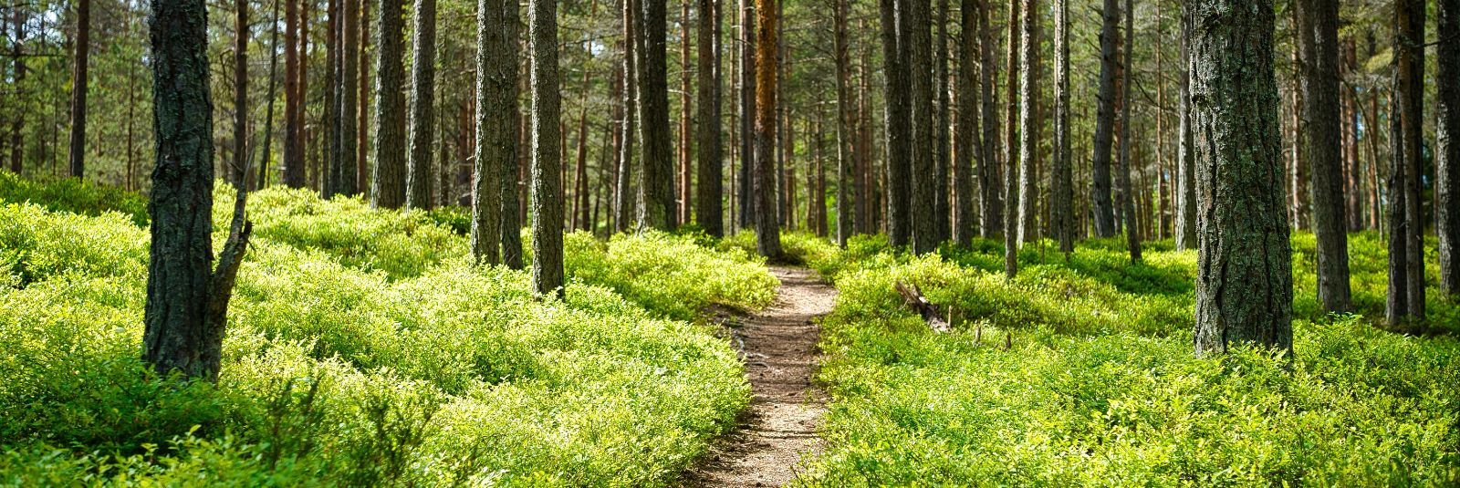 Metsa tervis on oluline, et tagada metsamaa jätkusuutlikkus ning ...