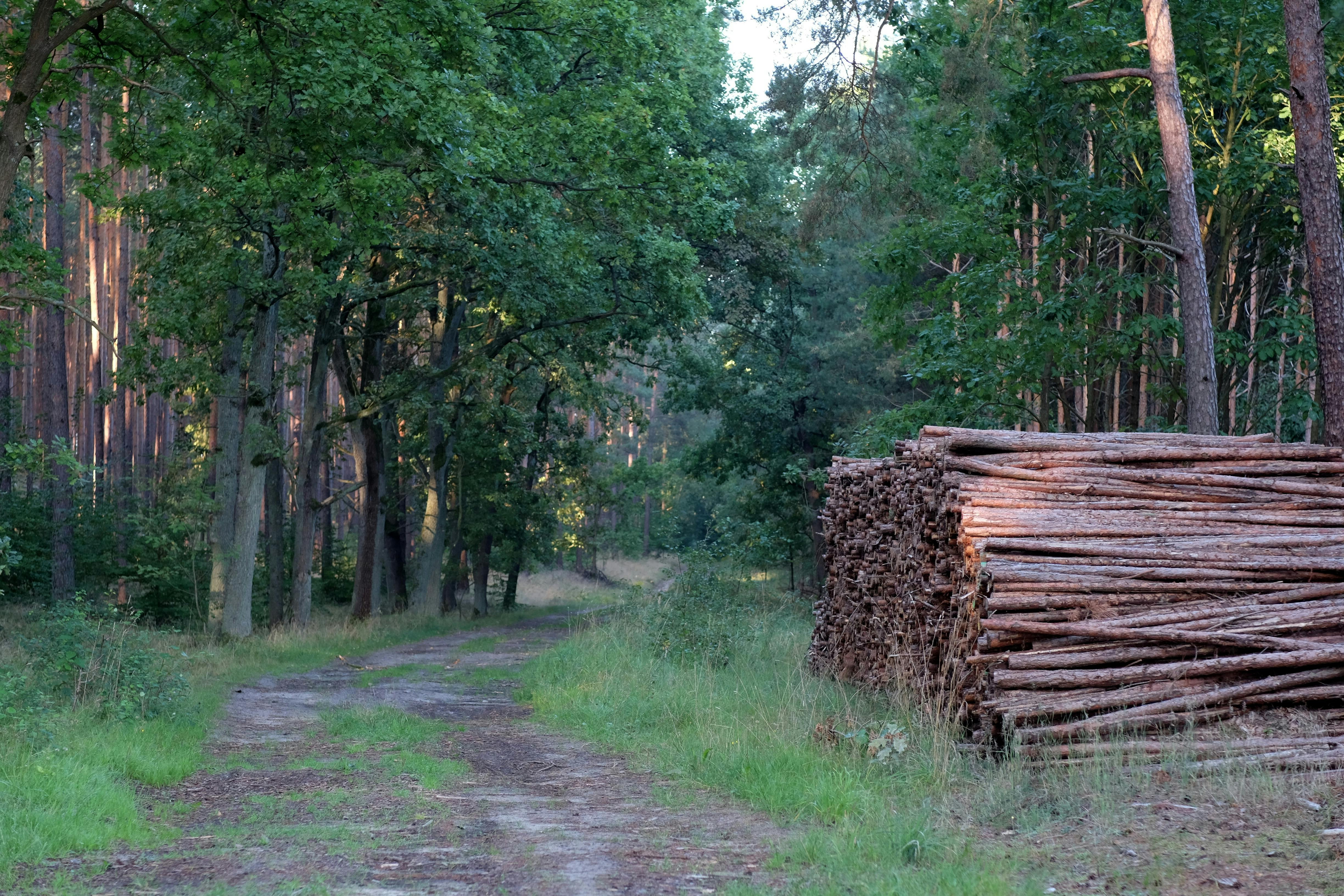 Integreeritud metsandus- ja kinnisvaralahendused, mis töötavad teie kasuks 
 Integreeritud teenused ühendavad metsade uuendamise ja metsakasvatuse tugiteenused 