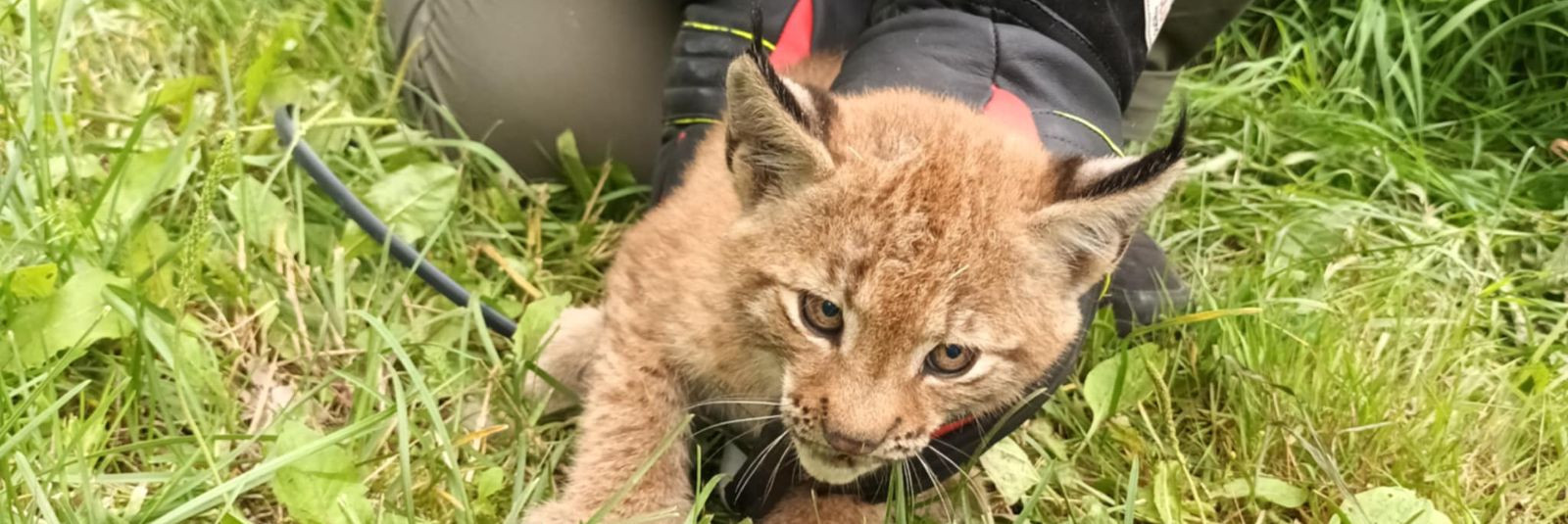 Juuli keskpaigas tuli Vanamõisa pääste- ja ennetusseltsi telefonikõne, lapsehääl andis teada: metsas puu otsas on väike leopard. Alla ei tule ja ära ei