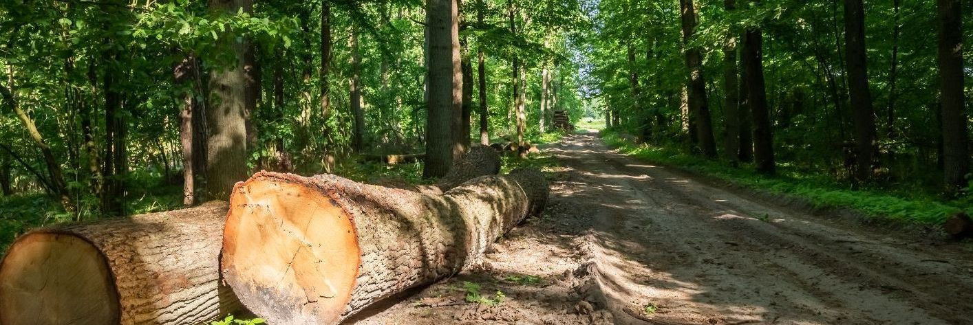 Kui mõtleme metsale, kujutame sageli ette rahustavat rohelust ...