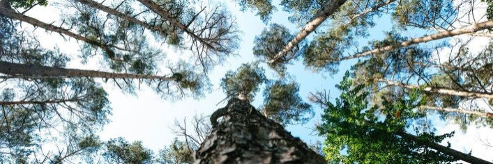 Metsad on oluline osa meie planeedi ökosüsteemidest ning neil on mitmeid olulisi funktsioone, sealhulgas süsiniku sidumine, vee säilitamine, loodusliku elurikku