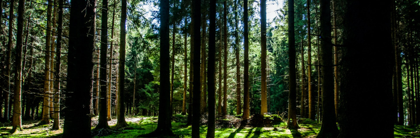 Metsamajandamiskava (MMK) on dokument, mis kirjeldab metsa majandamise ...