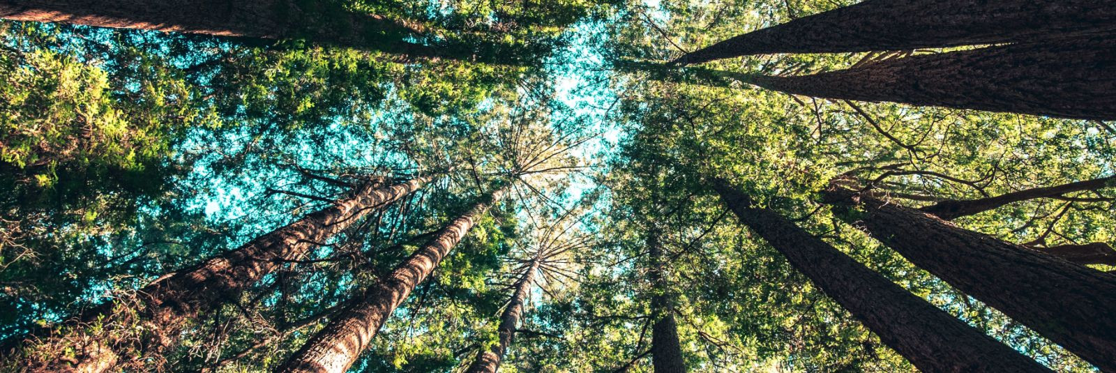 Metsamajandus ja keskkonnahoid on kaks omavahel seotud eesmärki, mis vajavad hoolikat tasakaalustamist. Õigesti teostatud metsamajandus võib toetada nii loodusl