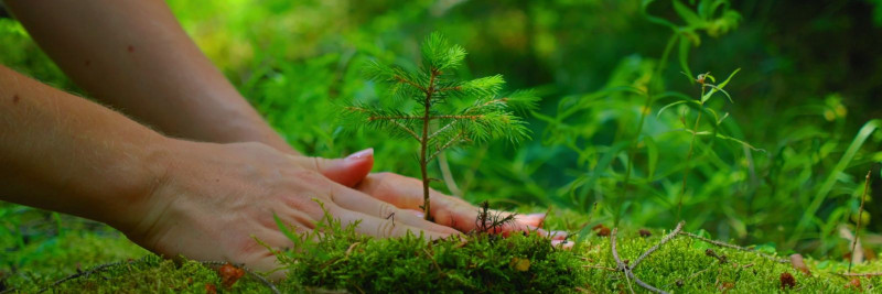 Metsamajanduskavad - Planeerimine ja jätkusuutlik metsakasutus tulevikuks