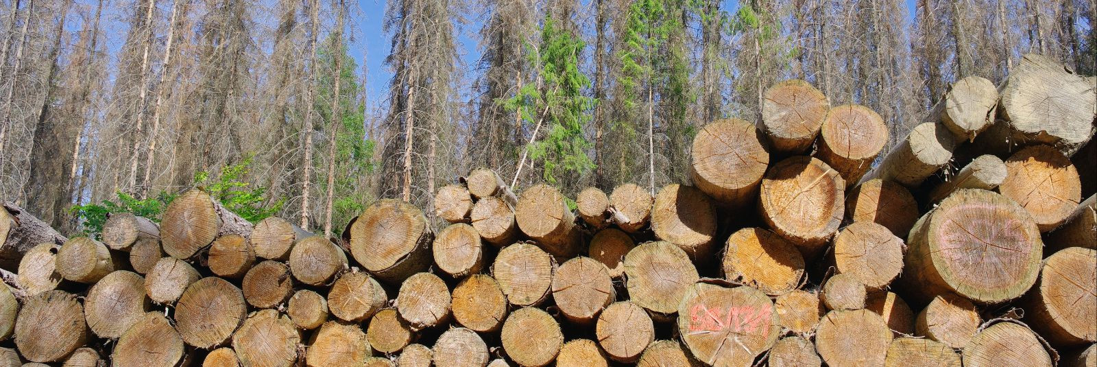 Harvendusraie on oluline osa metsamajandusest, mis võimaldab ...