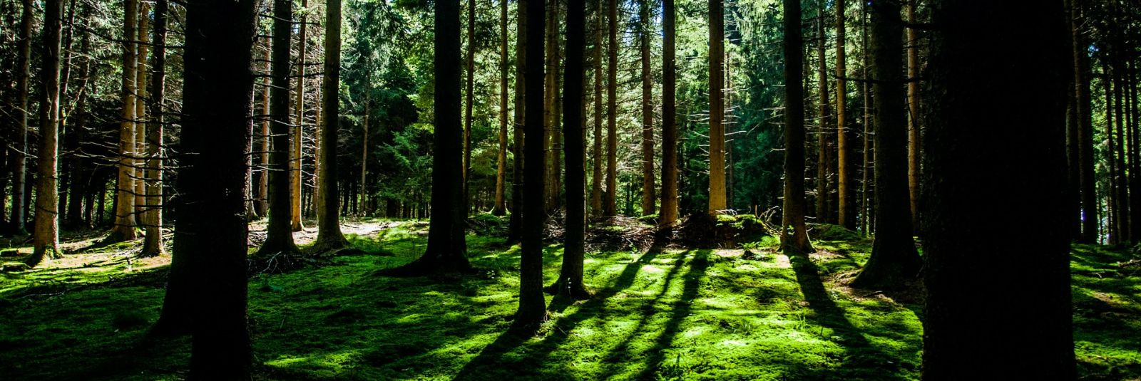 Metsaomanikuna teate kindlasti, et metsa majandamisel tuleb arvestada mitmeid erinevaid aspekte - alustades metsa uuendamisest ja lõpetades raiete korraldamiseg