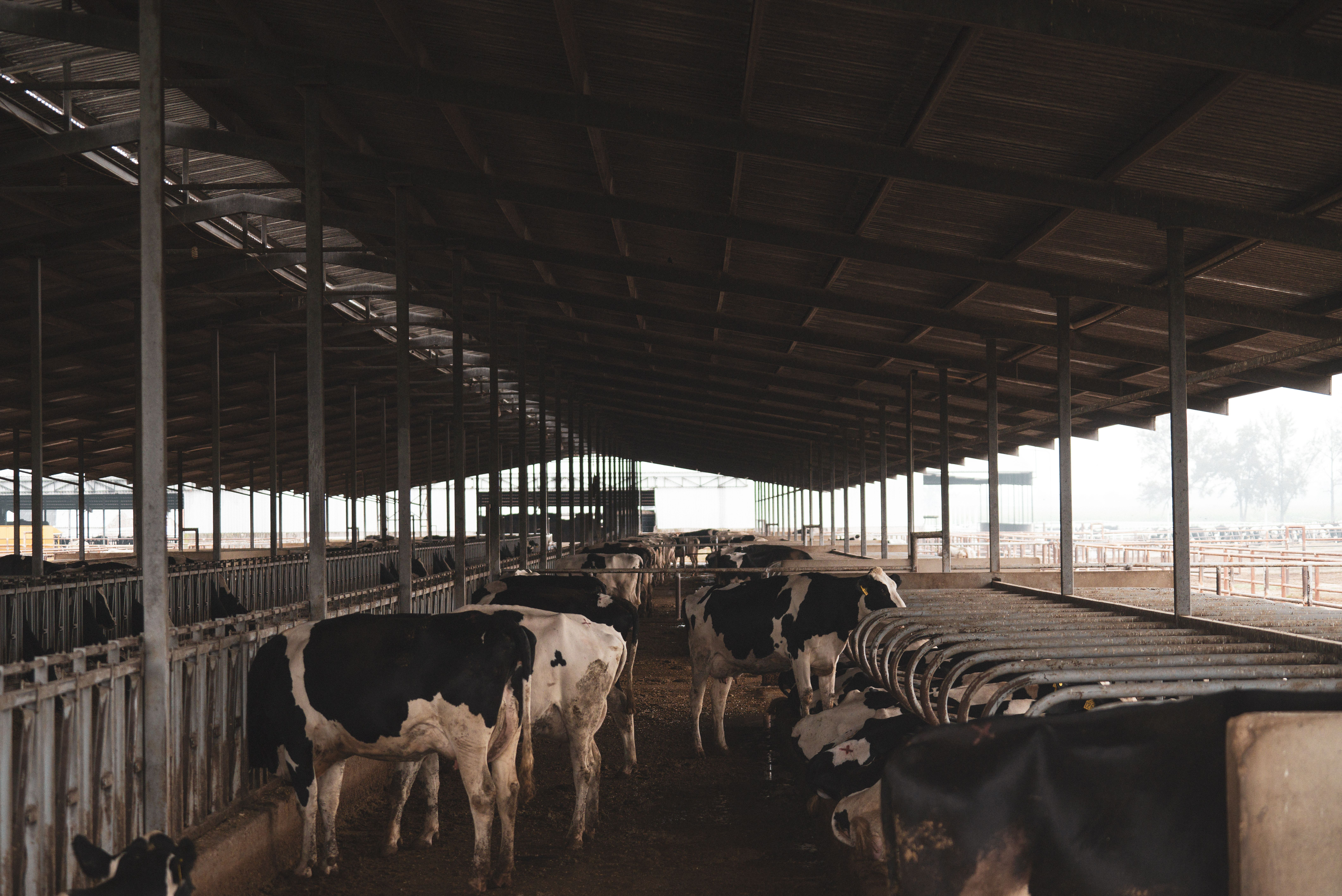 Milk farm  is a comprehensive solution for modern milk production, where each detail supports the well-being of the herd, the smooth running of workflows and co