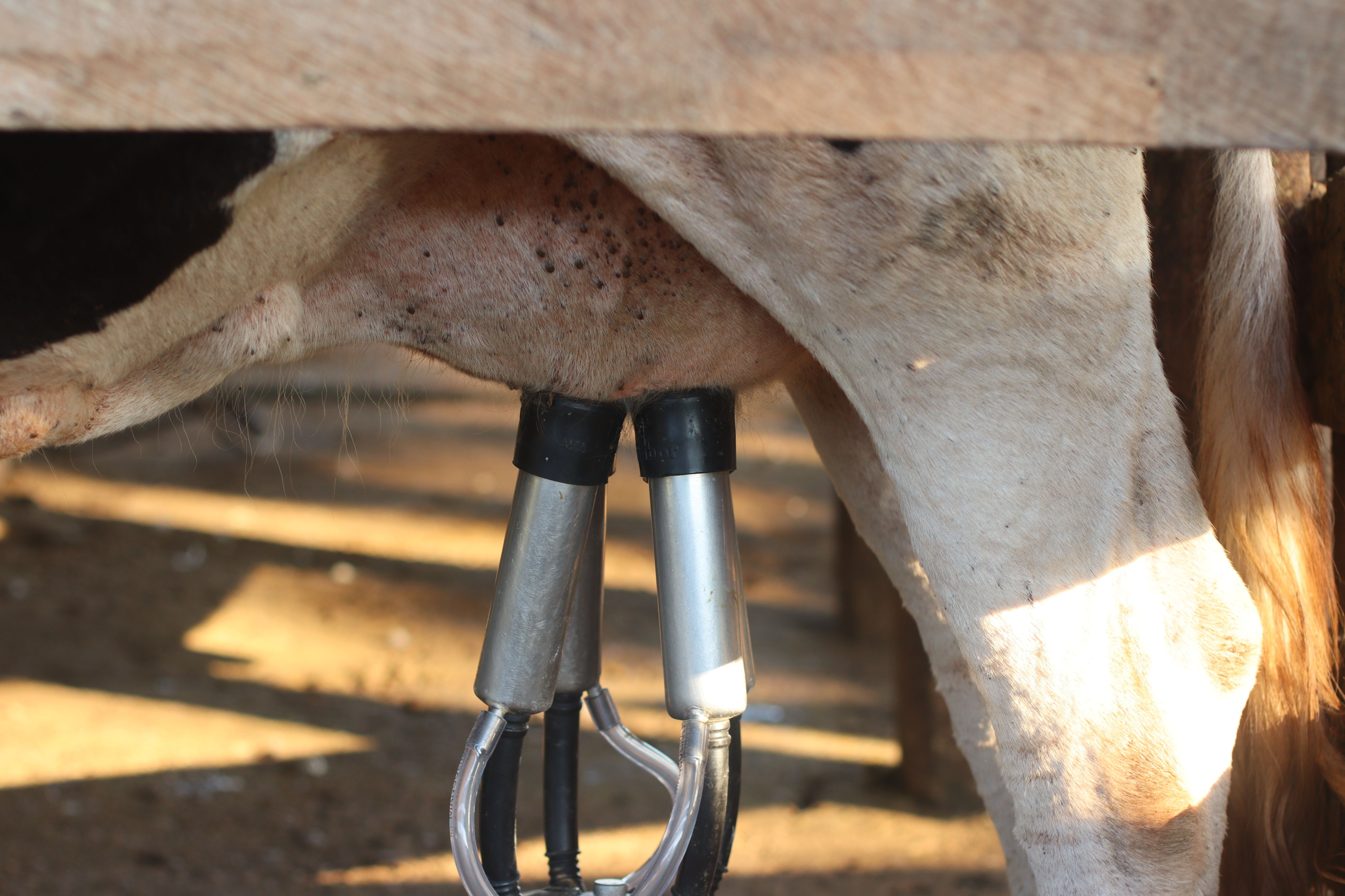 Milk production  is one of the most important activities of the farm, where each stage of work affects both the quality of the milk and the overall performance 