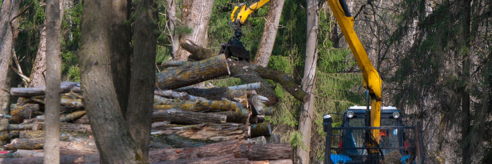 Kui otsite professionaalset ja usaldusväärset metsandusettevõtet, mis suudab teie metsa vajadusi täita, siis olete jõudnud õigesse kohta. Estforestry OÜ pakub m