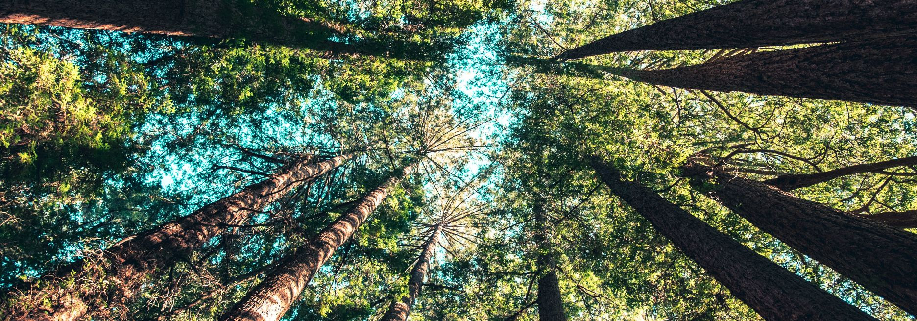Metsa uuendamine on oluline protsess, mille eesmärk on tagada metsade jätkusuutlikkus ja säilimine. Metsa uuendamine tähendab uute puude kasvatamist ja noorenda