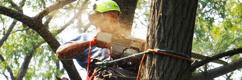  Ohtlike puude langetamine - ennetav meede turvalisuse tagamiseks välialadel
