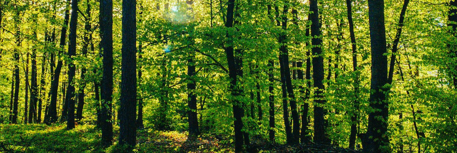 OK Mets on Eesti kapitalil põhinev metsandusettevõte, mis on ...