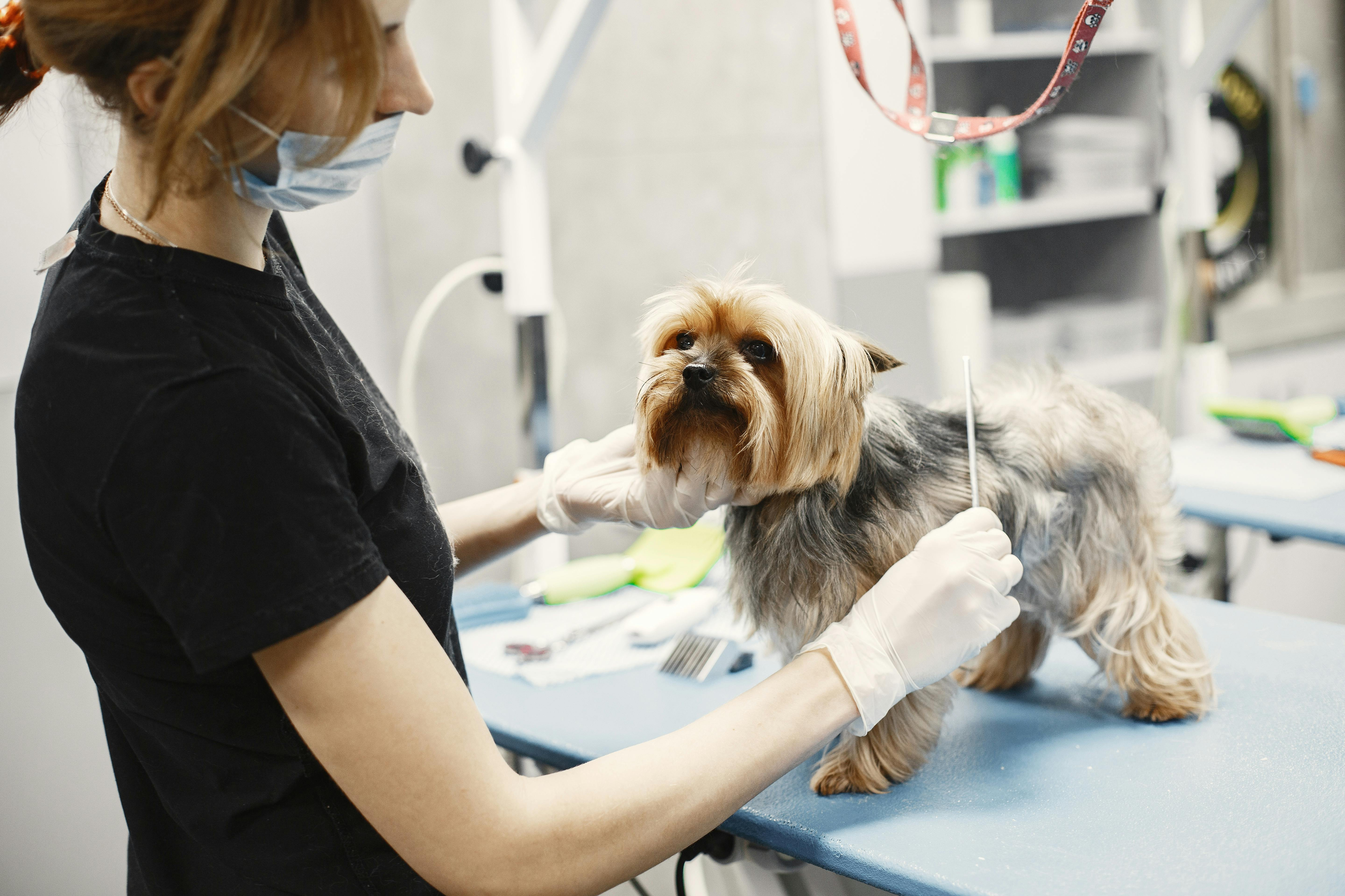 If the health, appearance and daily comfort of the pet is important, the best solution is to choose the solution that brings the necessary services together in 