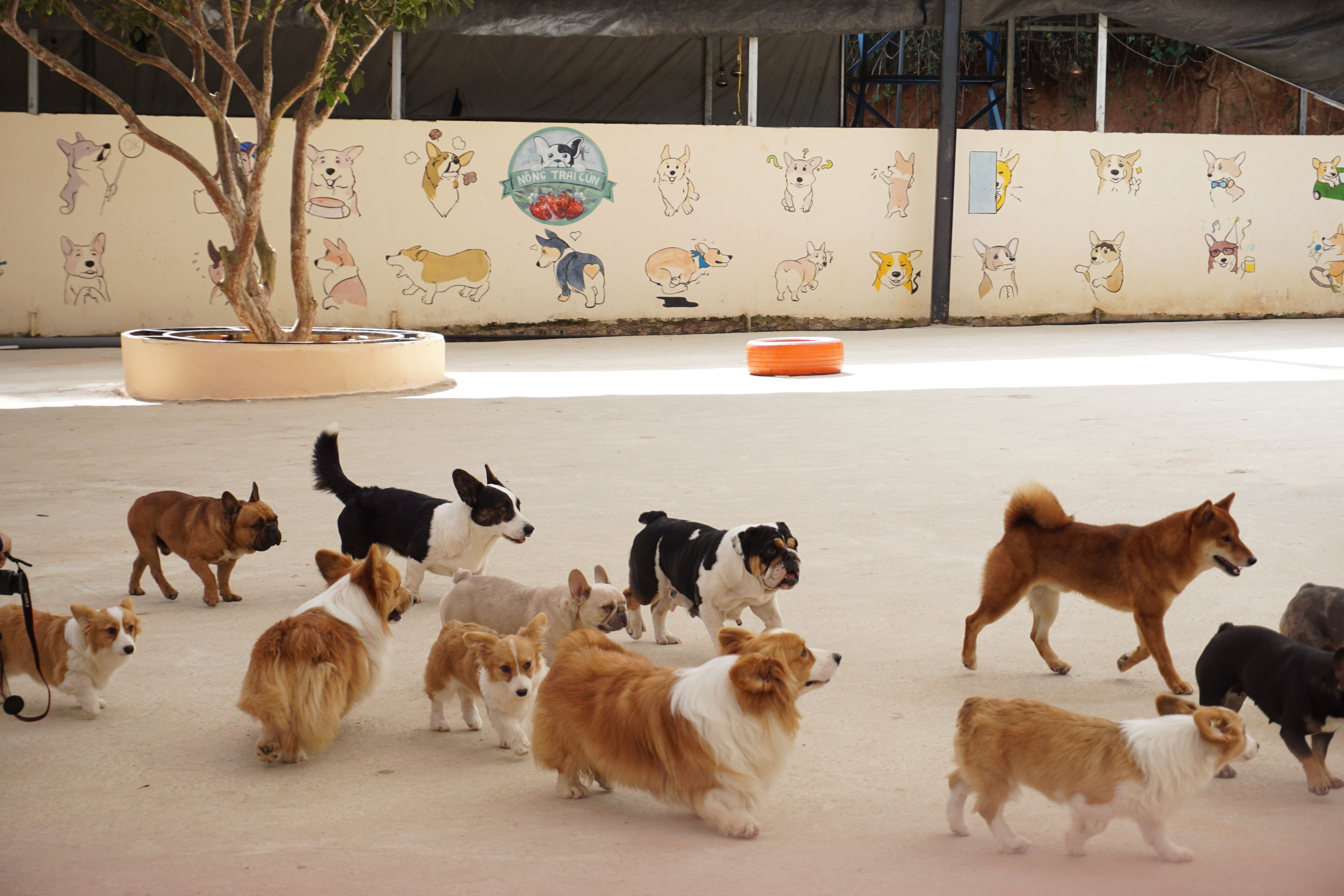 Pets support helps to ensure animal welfare when daily care requires ...