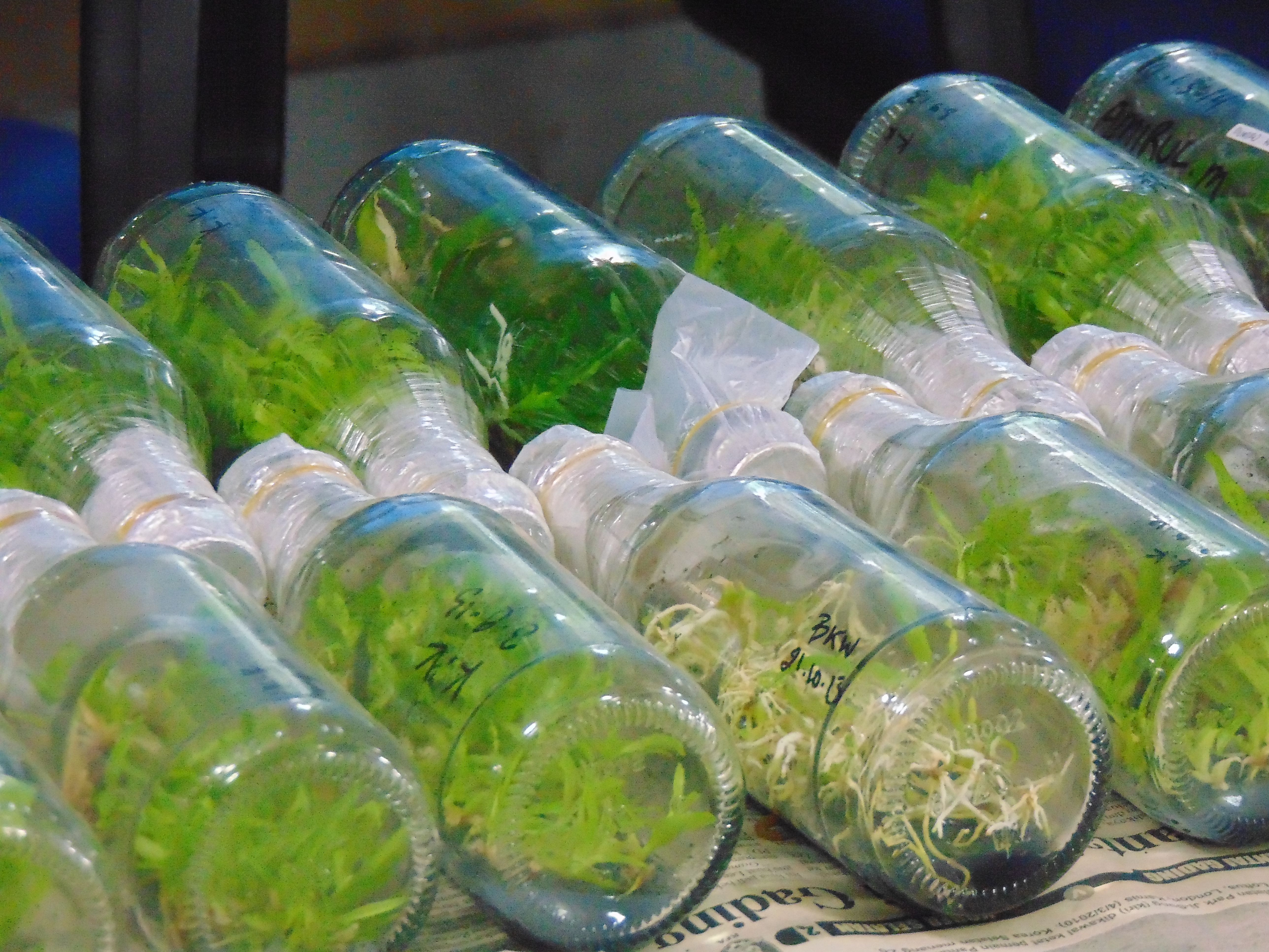 Plant laboratory  offers modern solutions that support accurate  micro-propagation , reliable  in vitro propagation  and effective breeding. If the purpose is t