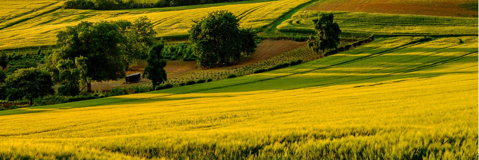 Põllumajandus on üks vanimaid elatusallikaid inimkonnale, kuid ...