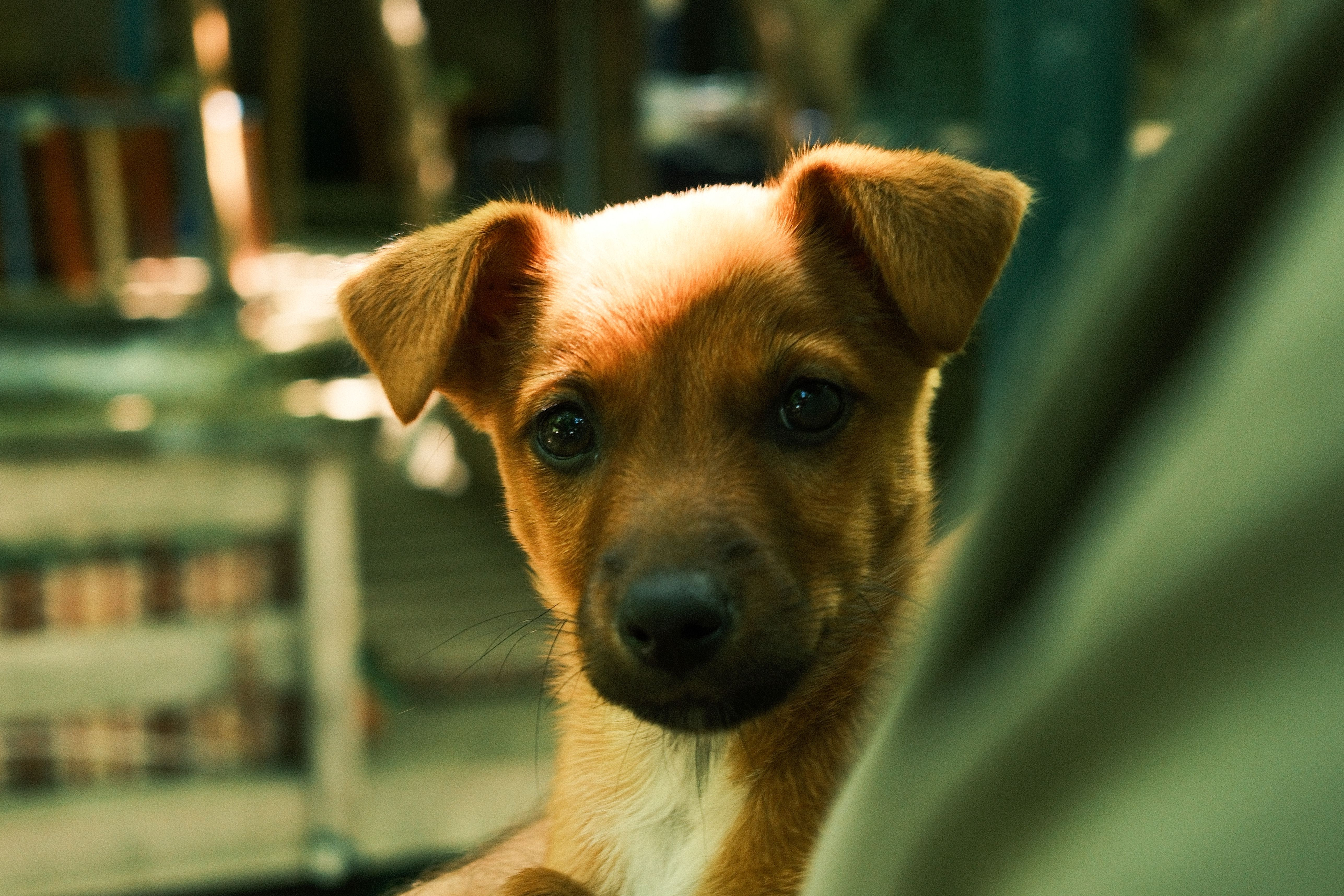 Puppy keeper  provides a peaceful, attentive and consistent care for a growing favourite in an environment where well-being always comes first. If a puppy needs
