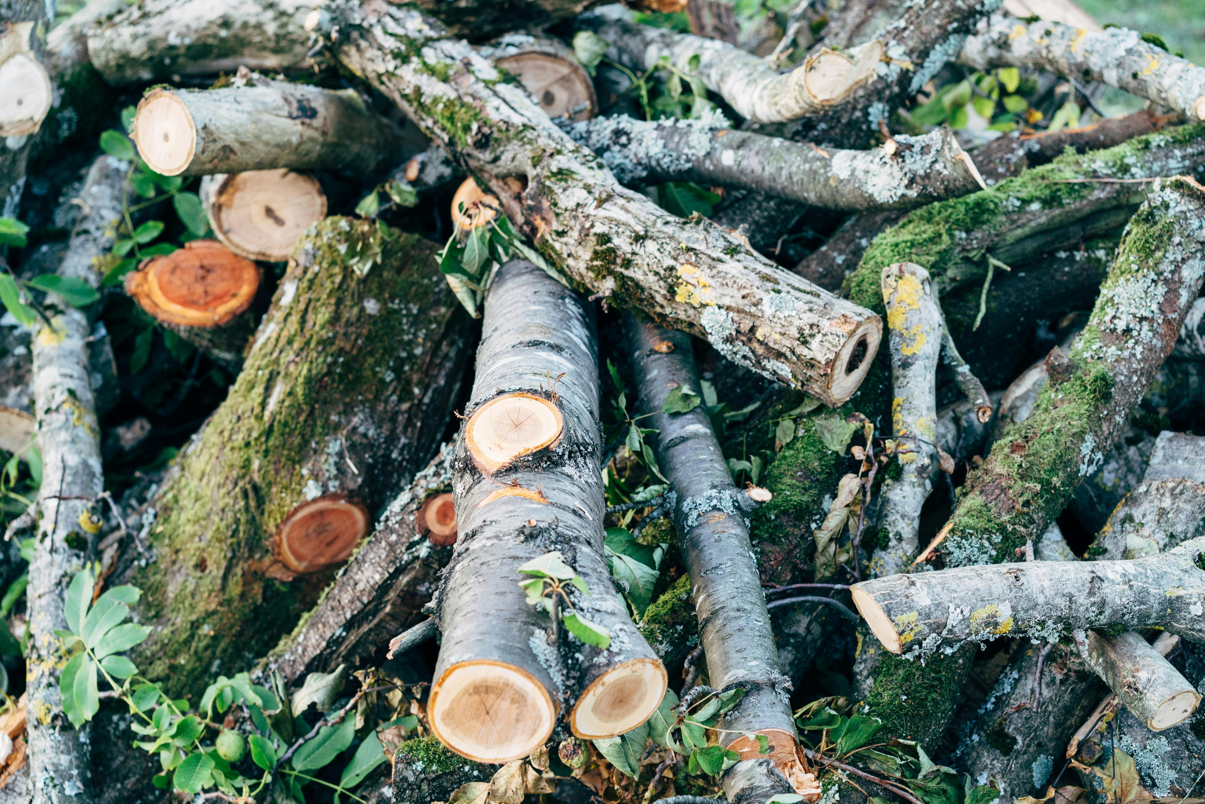 Purchase of barkwood that releases space and transforms biomass into    Barkwood  is a practical and sustainable way to manage forest waste and bark waste by tr
