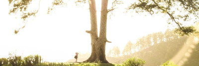 Puude regulaarse hoolduse tähtsus