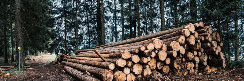 Raietööde olulisus metsanduses:  säästlikud tehnikad ja mõju keskkonnale
