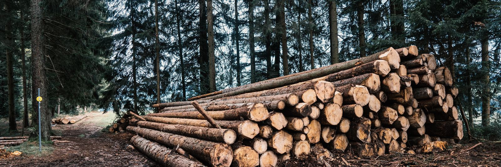 Metsandus on Eestis üks olulisemaid majandusharusid, kuid selle areng peab käima käsikäes keskkonnahoiuga. Raietööd on metsanduses kesksel kohal ning nende õige