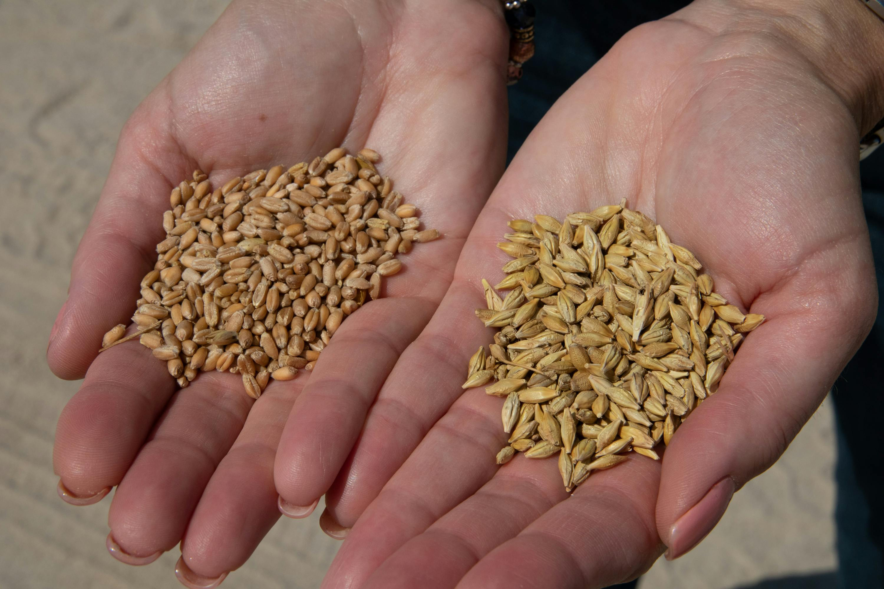 The selection of seeds suitable for the region ensures a reliable and predictable yield - be it grain seeds, oilseeds or legume seeds. Each seed option has unde