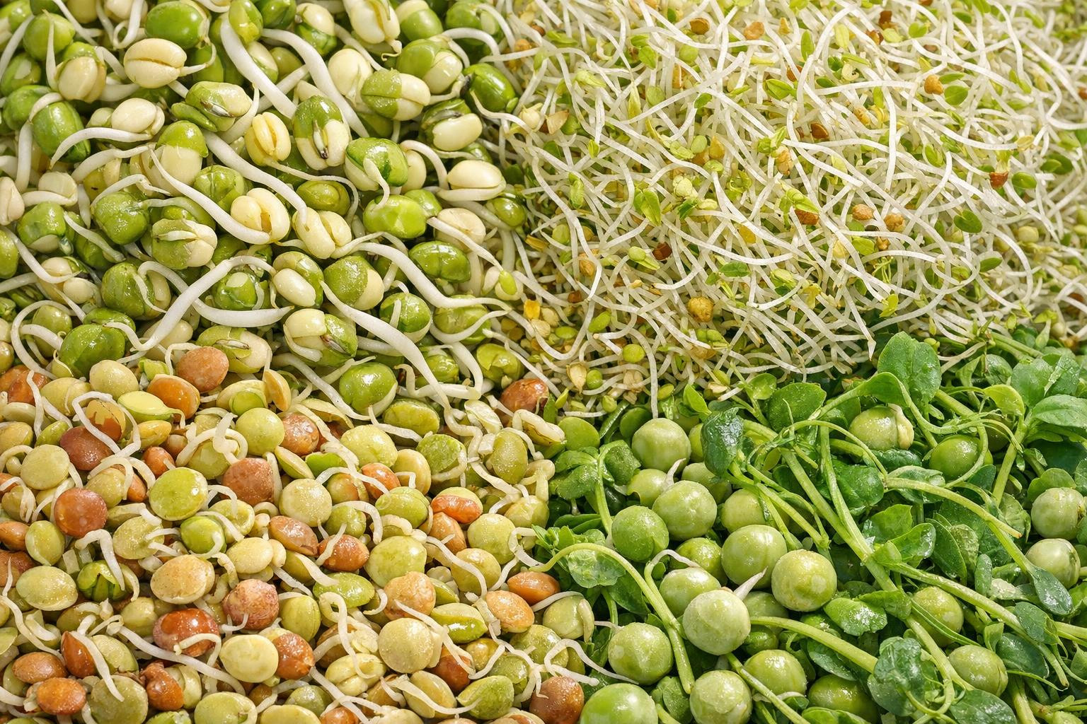 Fresh sprouting   brings new texture, colour and nutrient richness to the kitchen - ideal for both health-aware home cook and demanding restaurant and product t